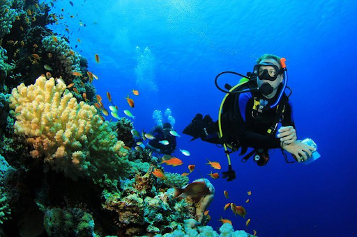 Menjangan Island - Coral Gardens 