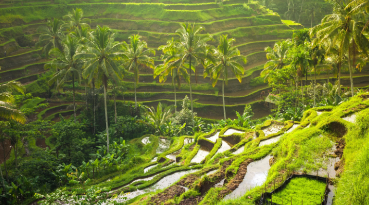 Tegallalang Rice Terraces