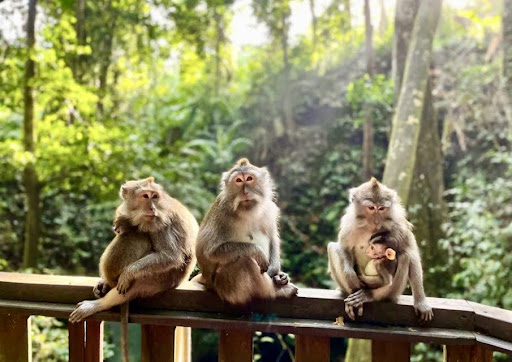 Ubud Monkey Forest 